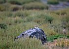 Izabeltapuit (Isabelline  wheatear) Oenanthe isabellina - kloof bij Yolin Am-08-2016 (1)